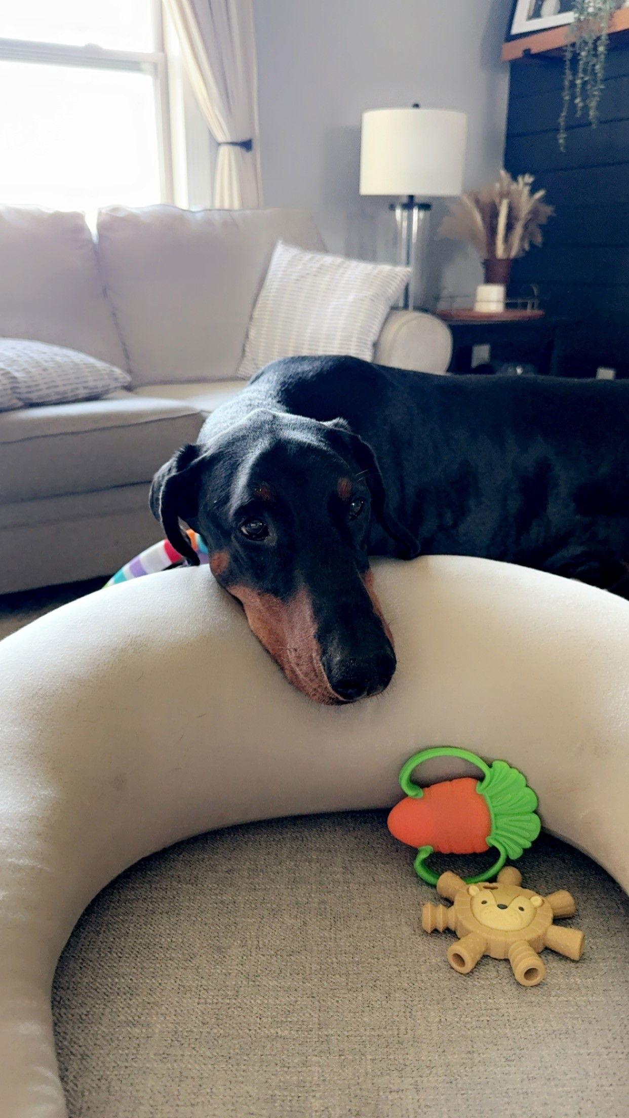 Enlarge Kaiser Foster Needed, a Adoptable Doberman Pinscher in Buffalo, MN image 1/1