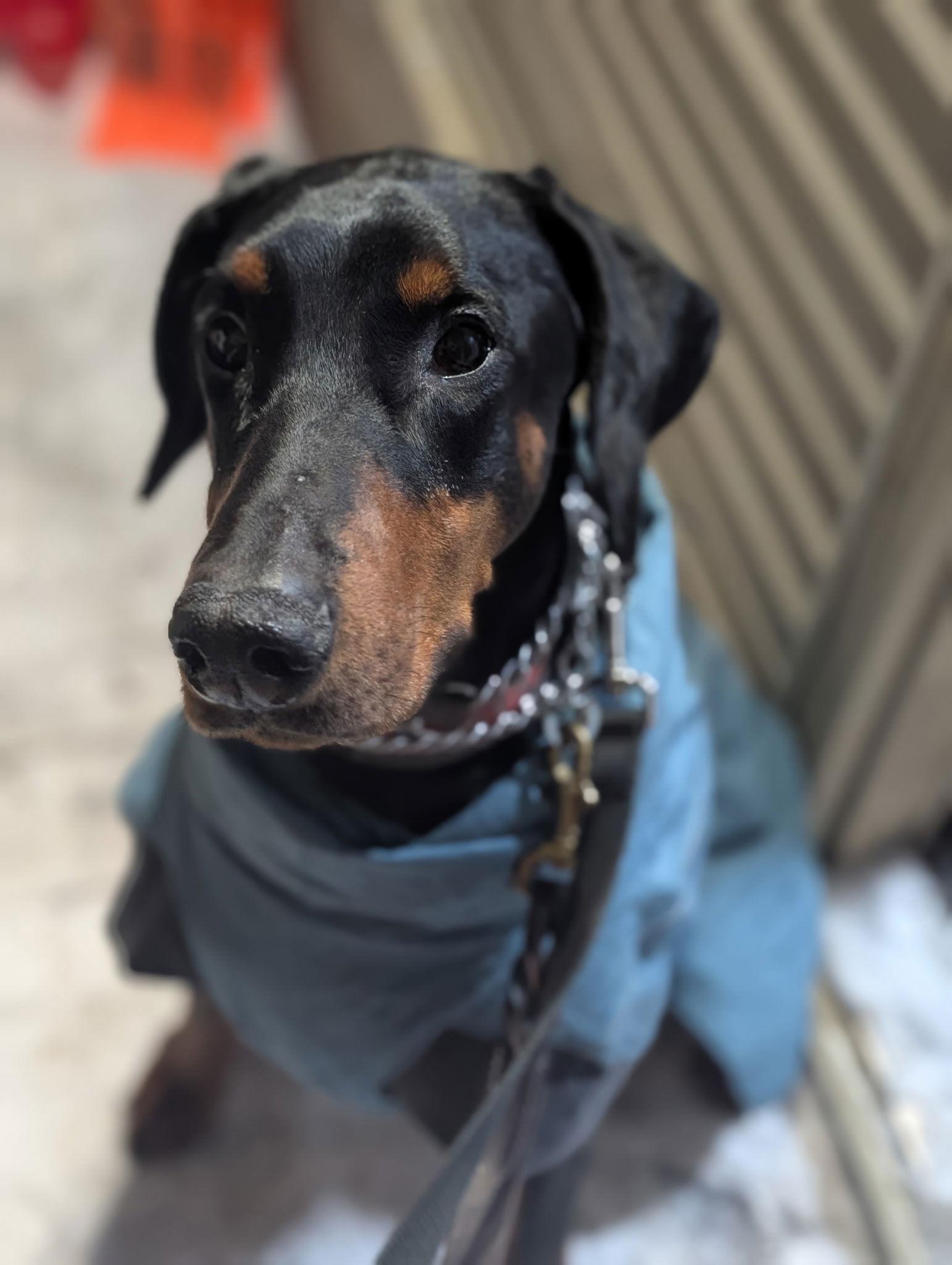 Kaiser, Adoptable, Adult Male Doberman Pinscher.