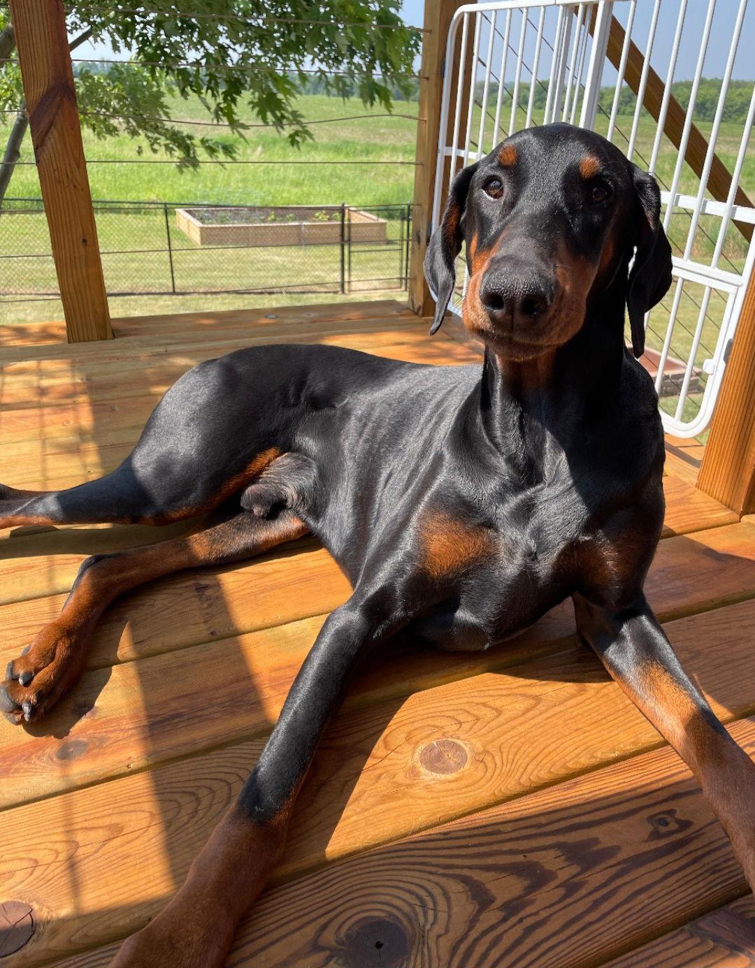 Kaiser Foster Needed, Adoptable, Adult Male Doberman Pinscher.