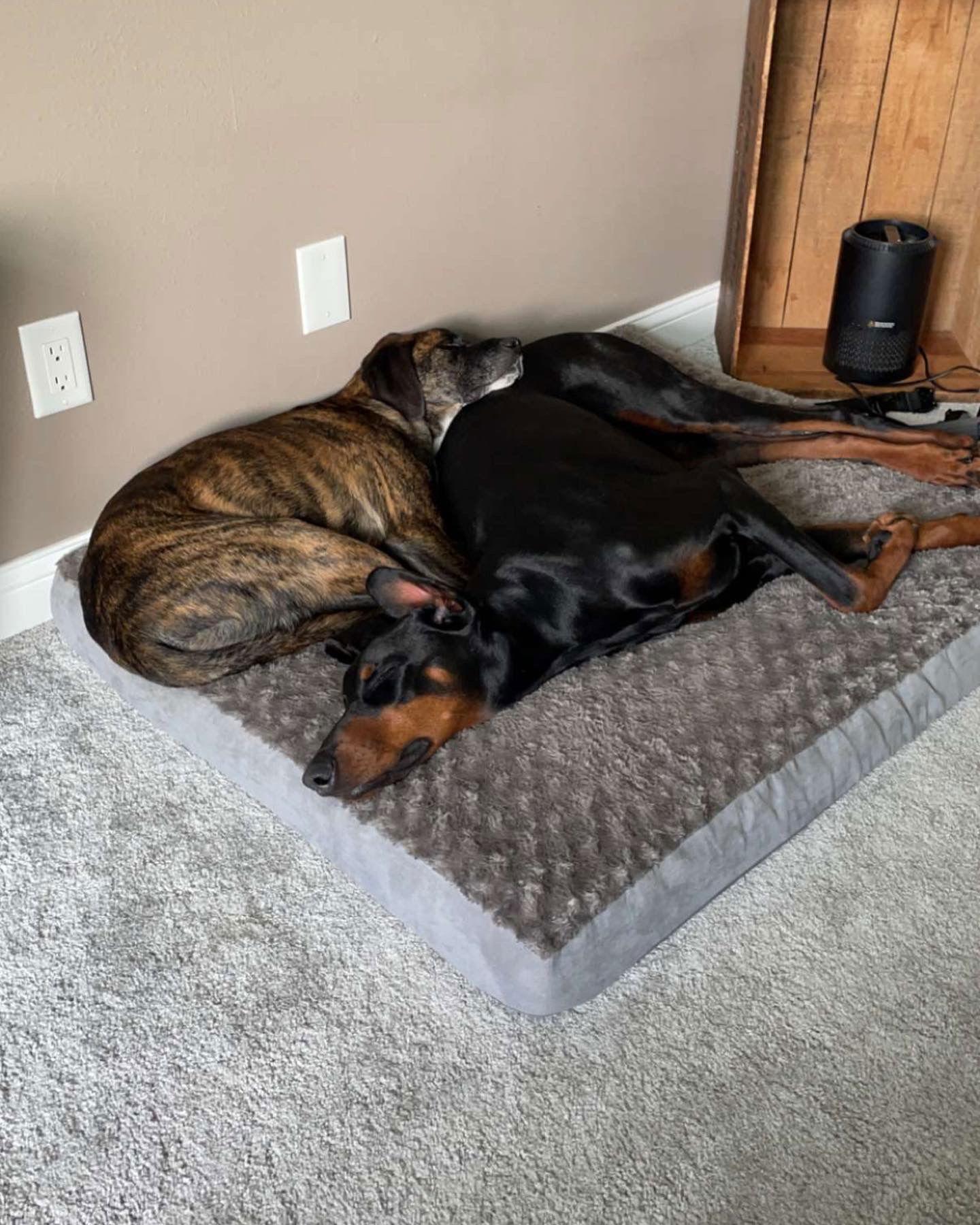 Enlarge Kaiser Adoption Pending!, a Adoptable Doberman Pinscher in Buffalo, MN image 2/3