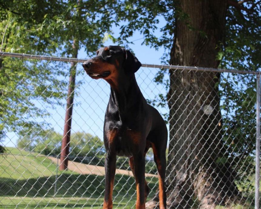 Enlarge Kaiser, a Adoptable Doberman Pinscher in Buffalo, MN image 2/3
