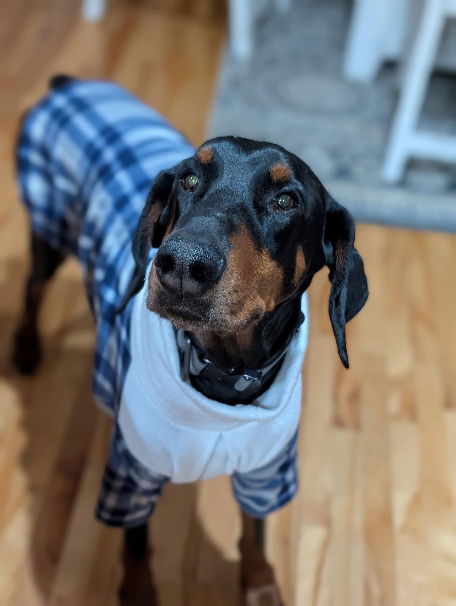 Enlarge Kaiser Adoption Pending!, a Adoptable Doberman Pinscher in Buffalo, MN image 3/3