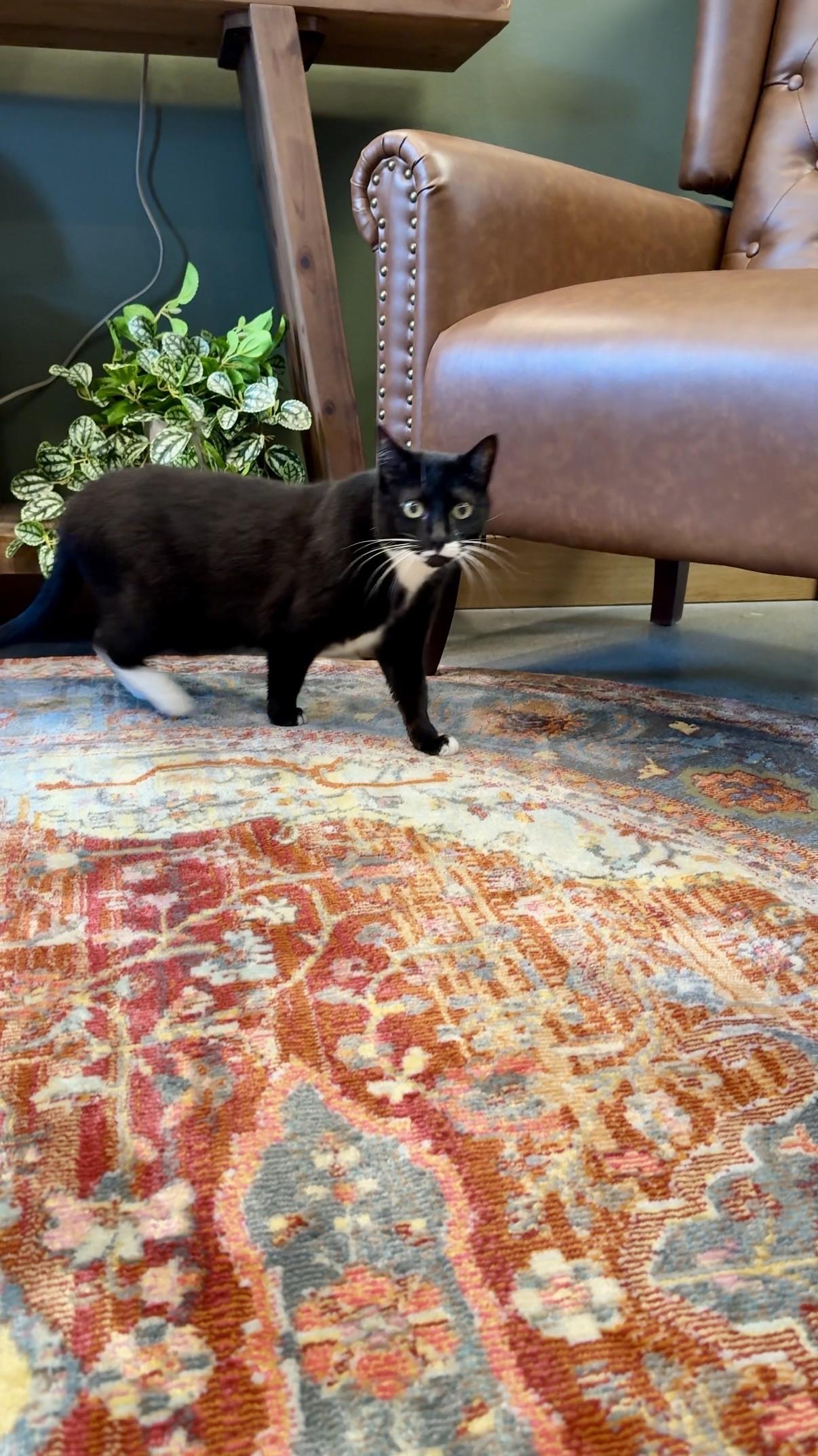 Enlarge Cookie, a ADOPTABLE Domestic Short Hair in Seattle, WA image 4/4