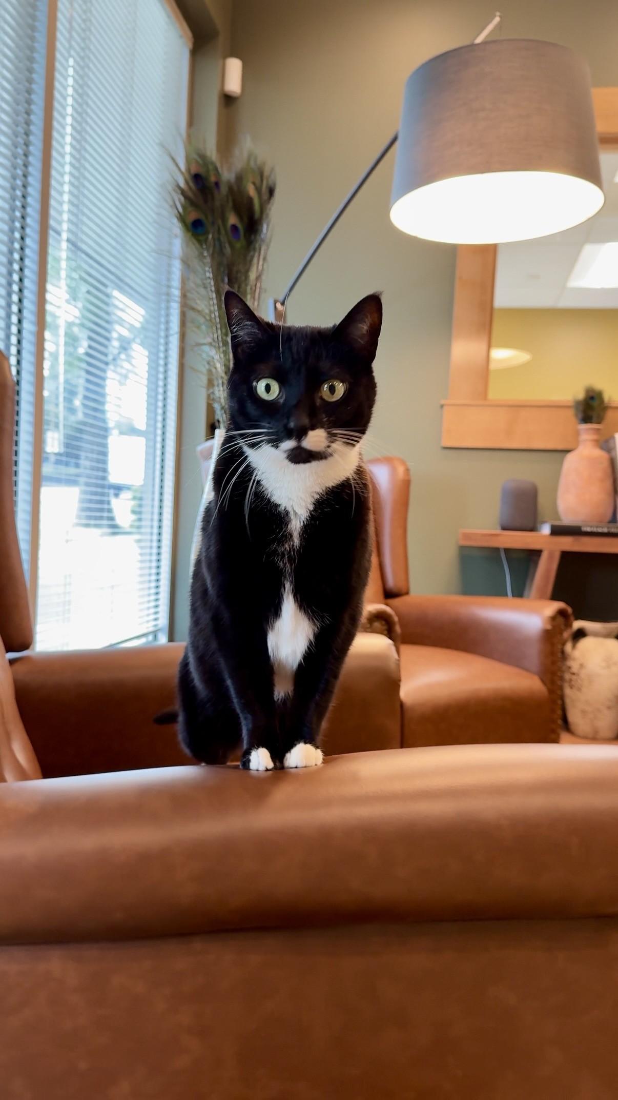Enlarge Cookie, a ADOPTABLE Domestic Short Hair in Seattle, WA image 3/4