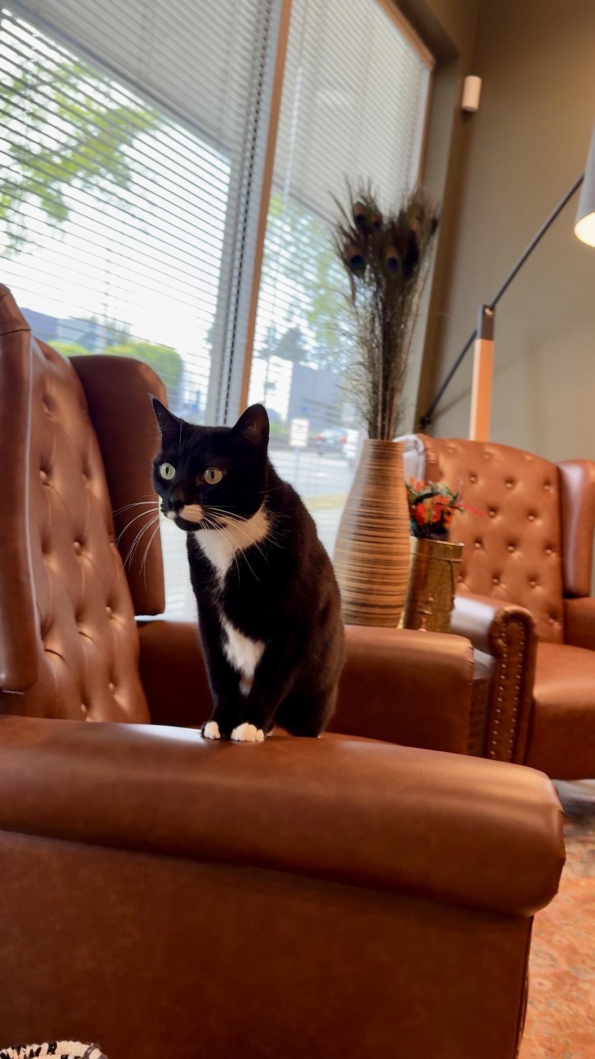 Enlarge Cookie, a ADOPTABLE Domestic Short Hair in Seattle, WA image 2/4