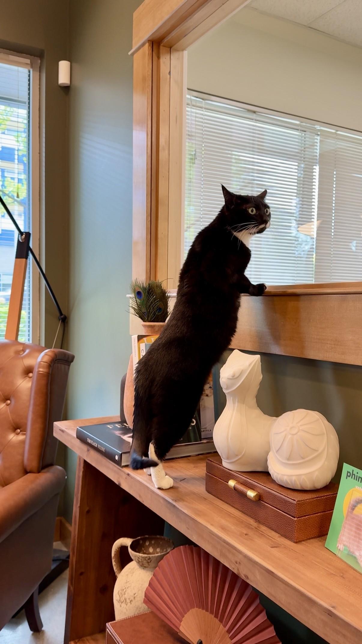 Enlarge Cookie, a ADOPTABLE Domestic Short Hair in Seattle, WA image 1/4