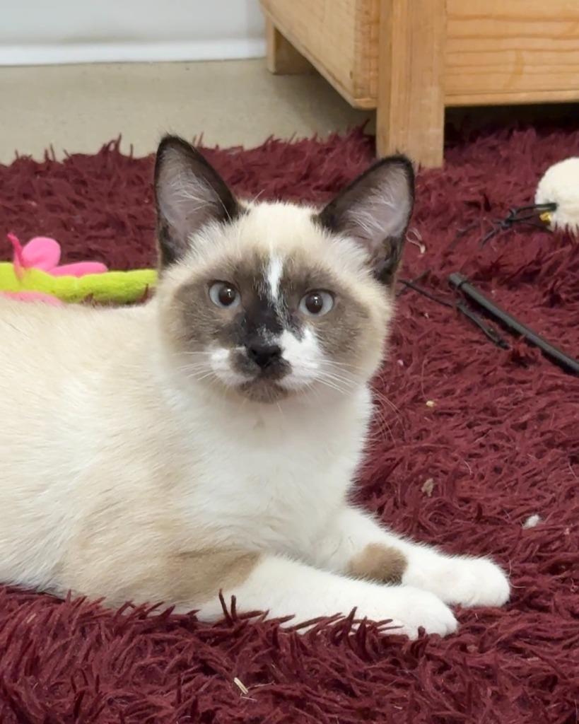 Puffin, Adoptable, Kitten Male Siamese.