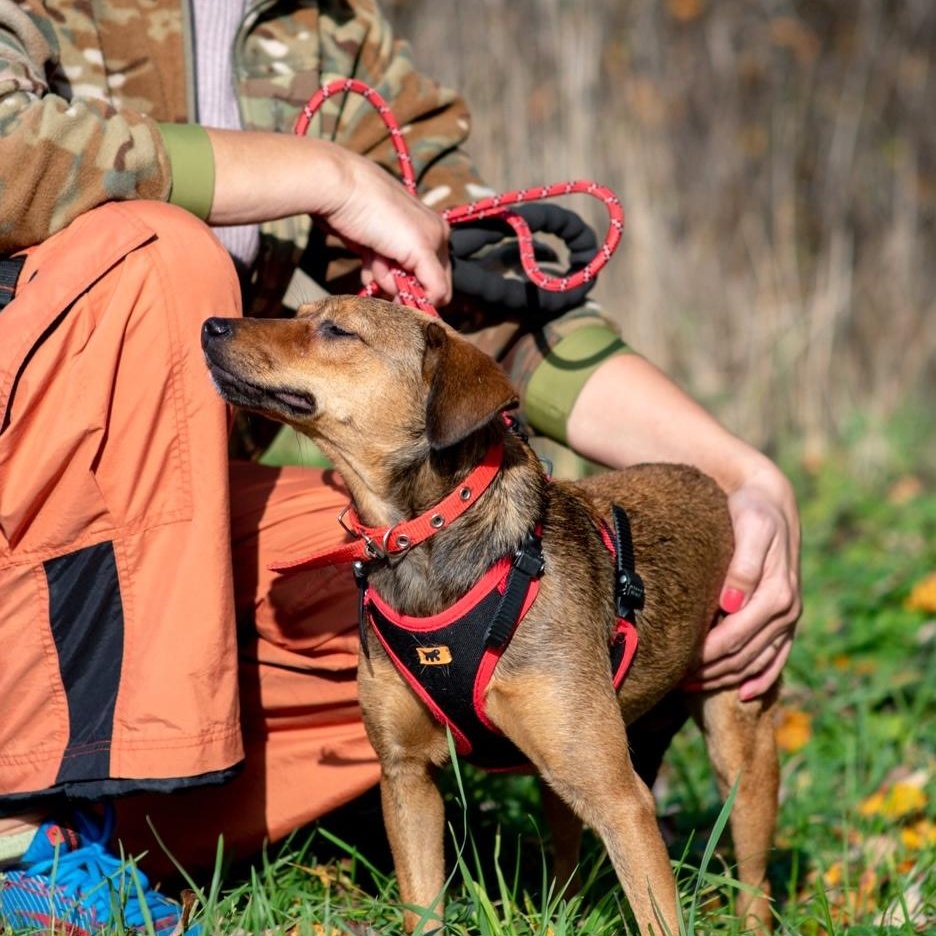 Enlarge Linda, a Adoptable mixed breed in Morristown, NJ image 5/6