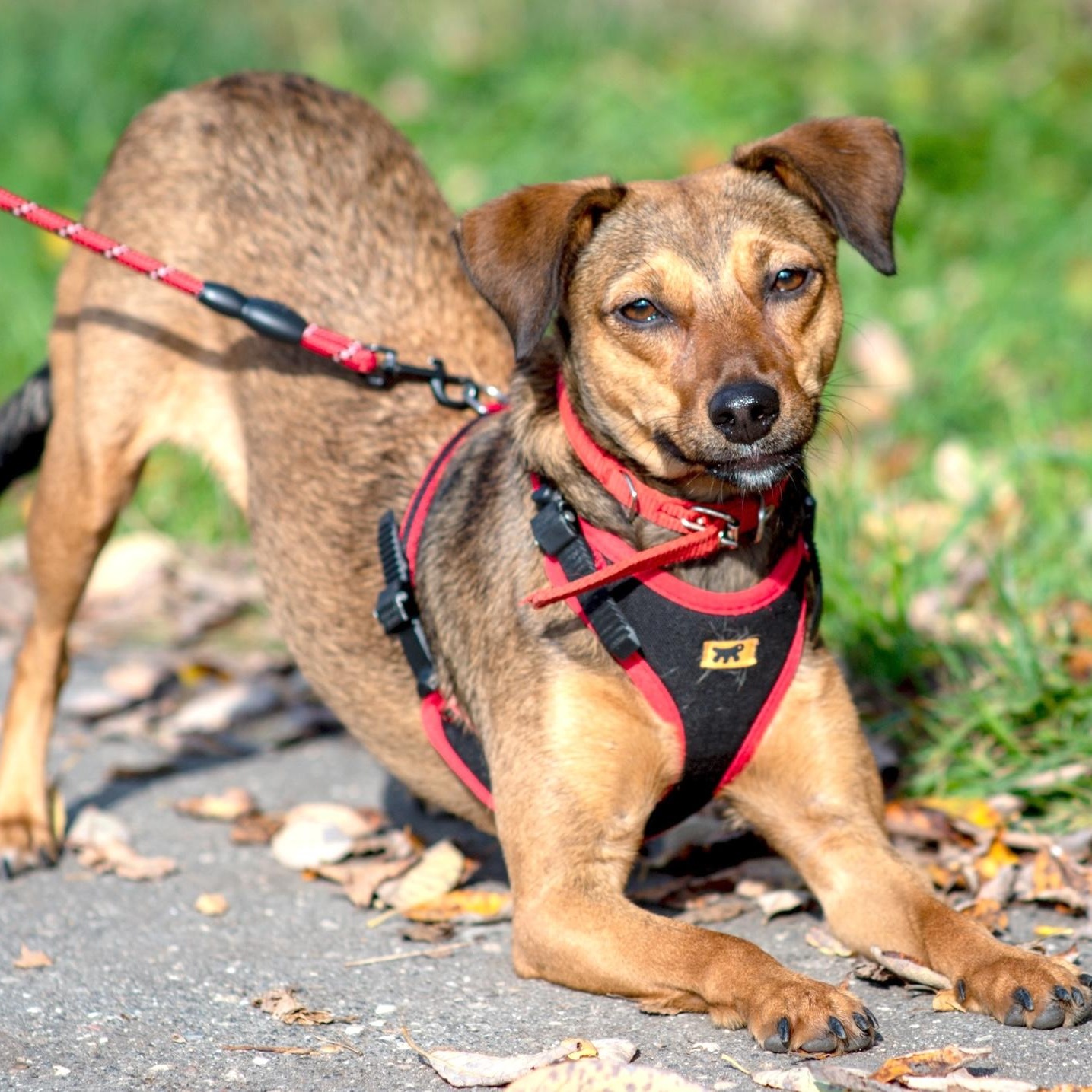 Linda, Adoptable, Young Female Chihuahua & Dachshund.