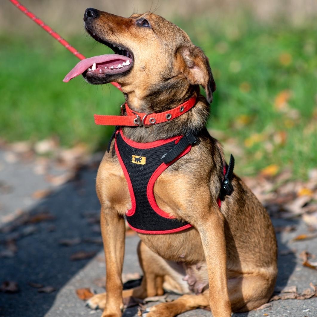 Enlarge Linda, a Adoptable mixed breed in Morristown, NJ image 3/6
