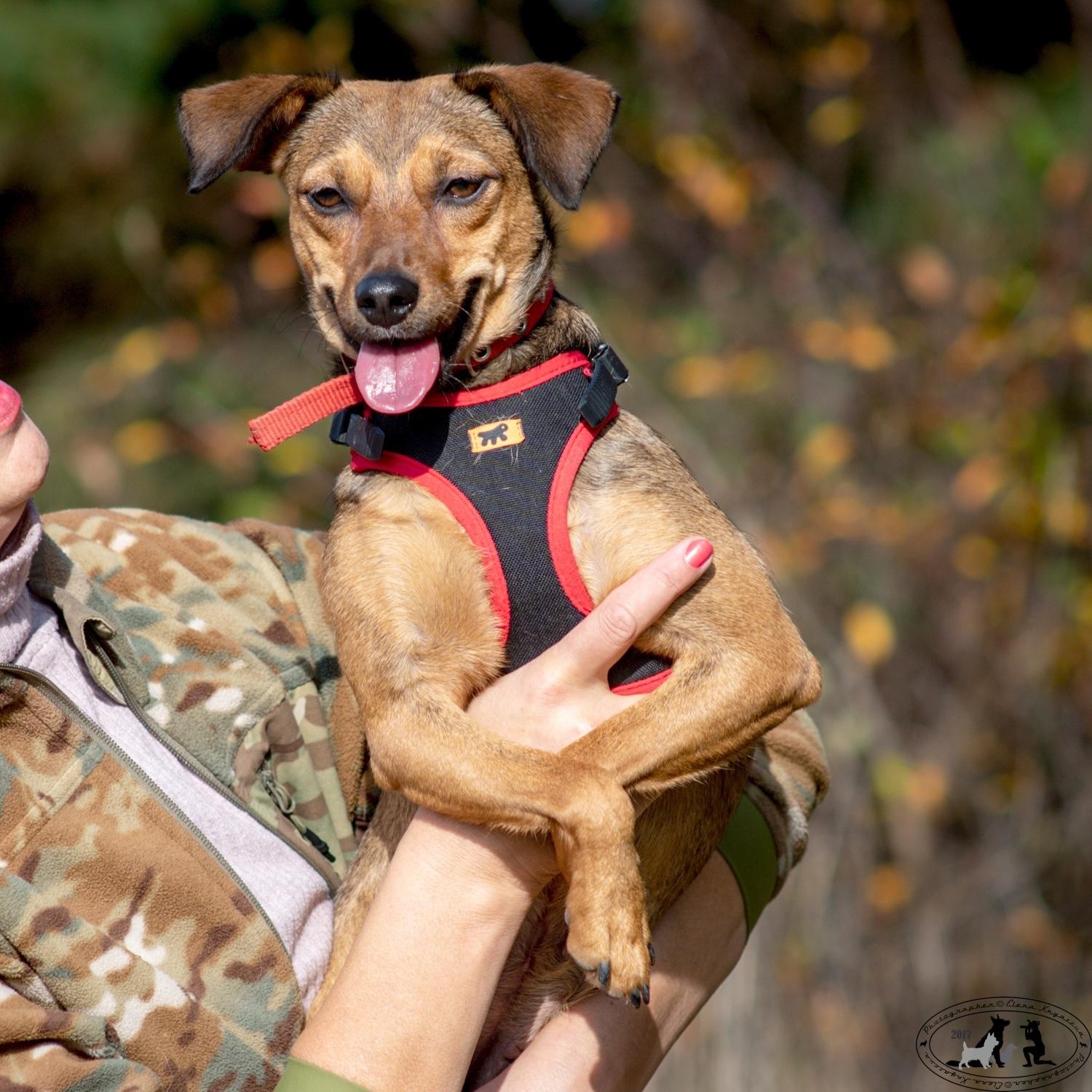 Enlarge Linda, a Adoptable mixed breed in Morristown, NJ image 2/6