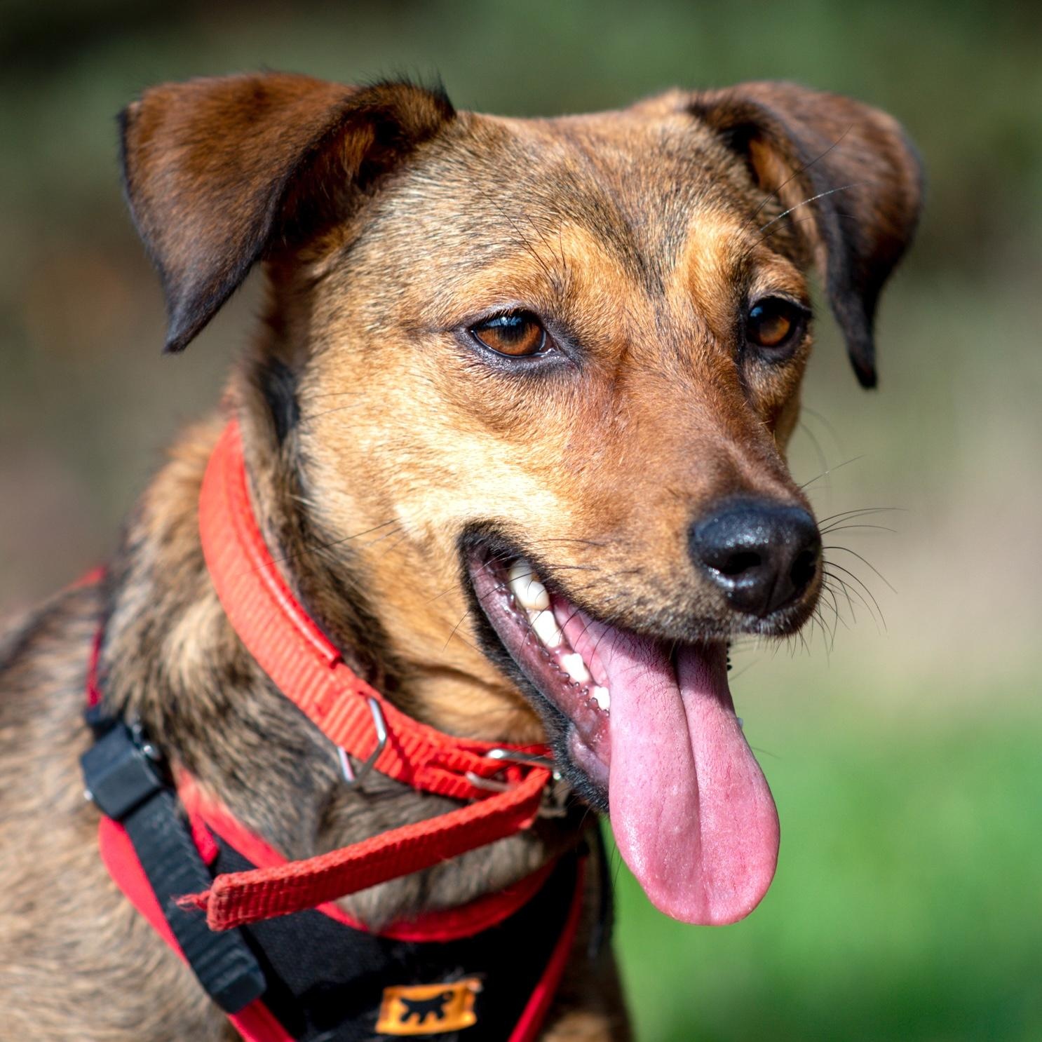 Enlarge Linda, a Adoptable mixed breed in Morristown, NJ image 4/6
