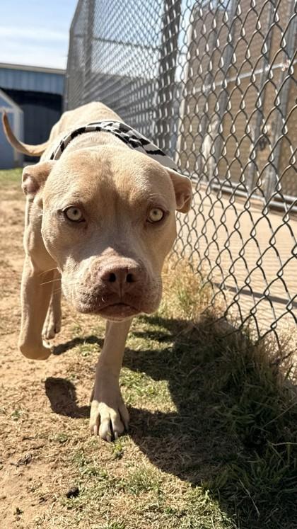 Rose, a Adoptable mixed breed in Balch Springs, TX image 1/3