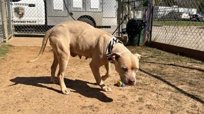 Rose, a Adoptable mixed breed in Balch Springs, TX image 2/3