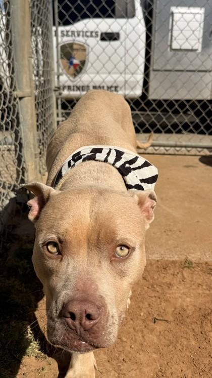 Rose, a Adoptable mixed breed in Balch Springs, TX image 3/3