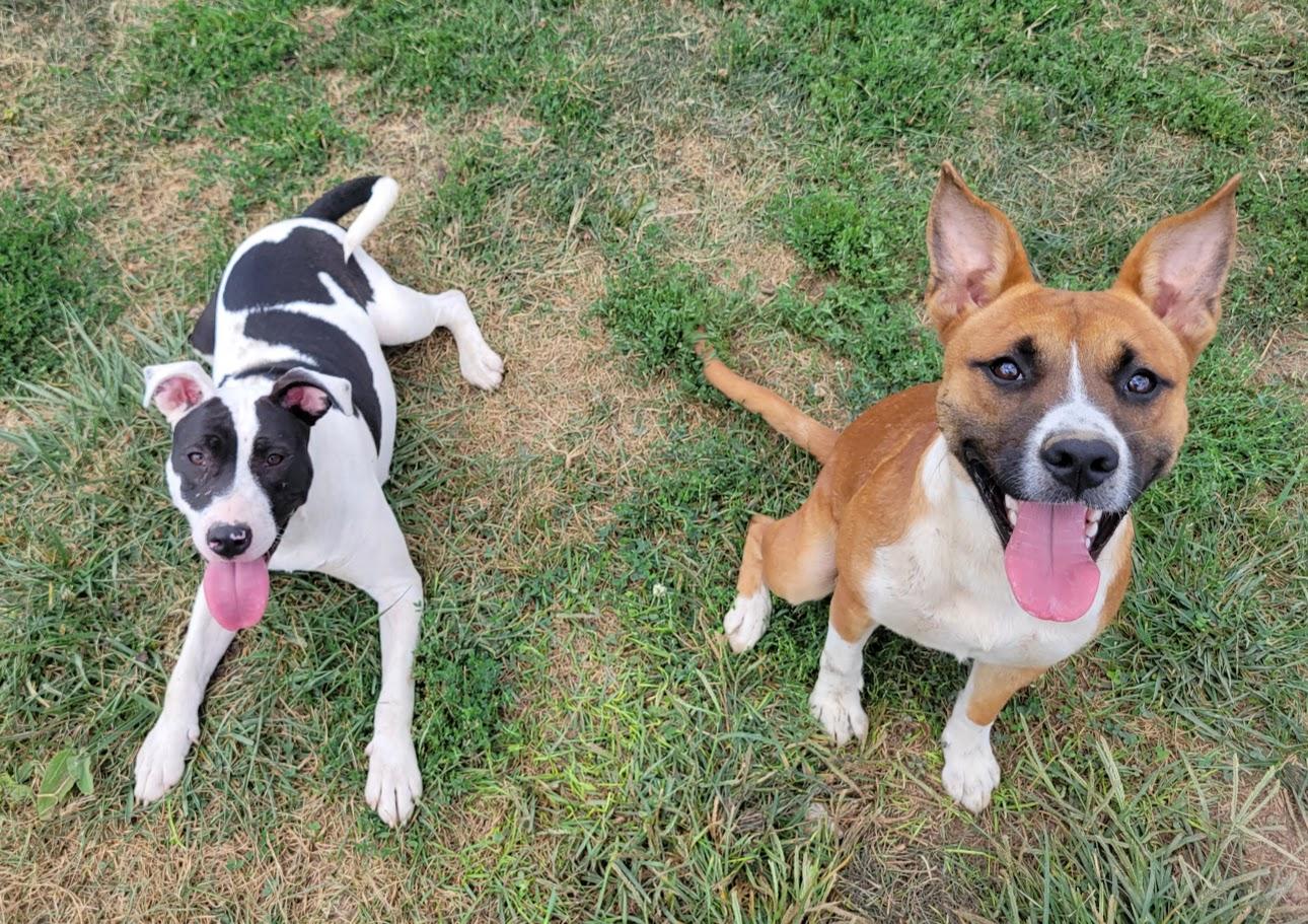 Enlarge Gomer, a Adoptable mixed breed in Lisbon, OH image 2/6