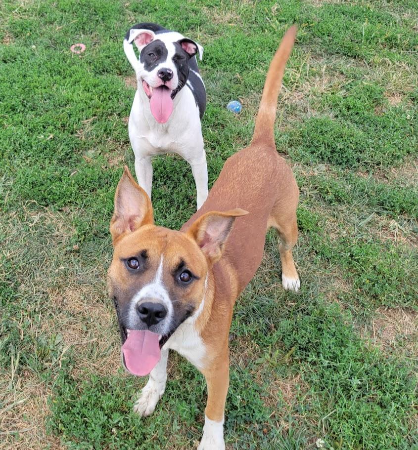 Gomer, Adoptable, Young Male Pit Bull Terrier & Boxer.