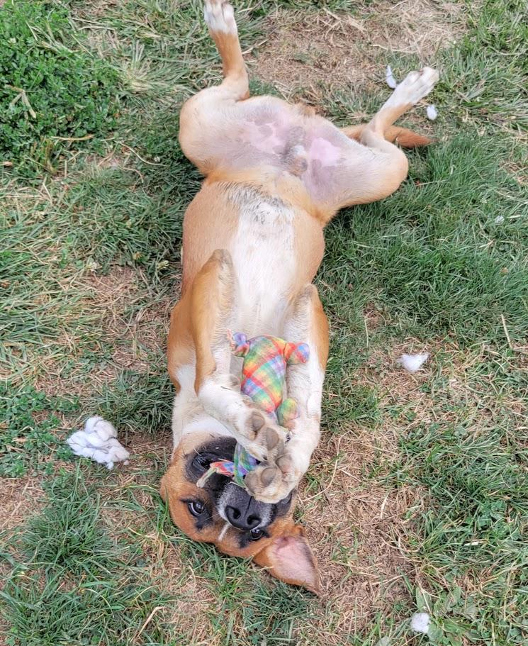 Enlarge Gomer, a Adoptable mixed breed in Lisbon, OH image 3/6