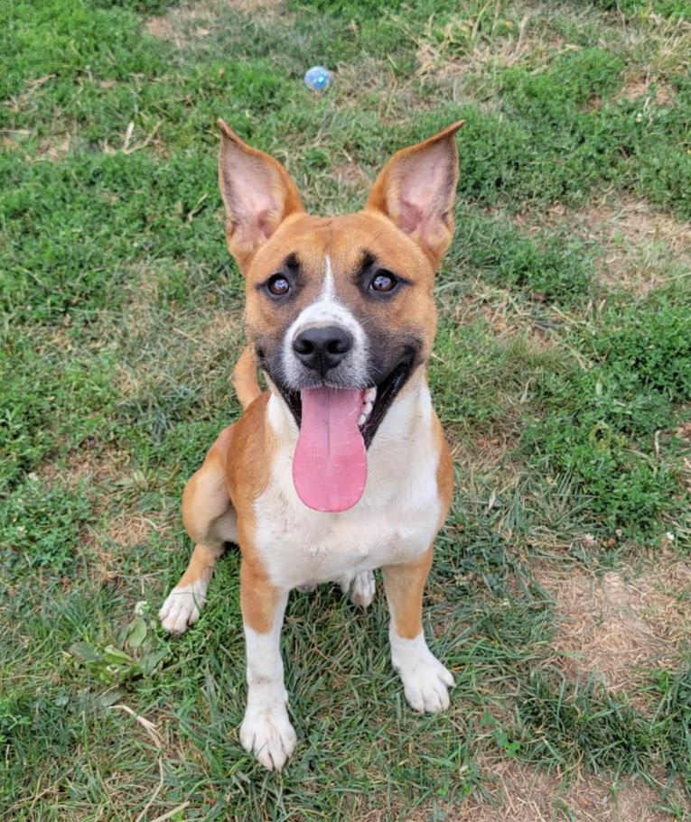 Enlarge Gomer, a Adoptable mixed breed in Lisbon, OH image 4/6