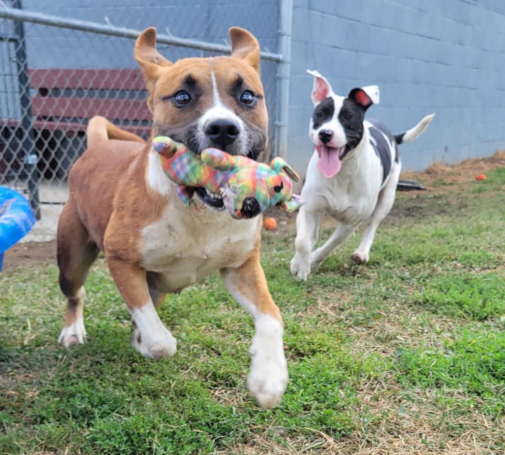 Enlarge Gomer, a Adoptable mixed breed in Lisbon, OH image 5/6