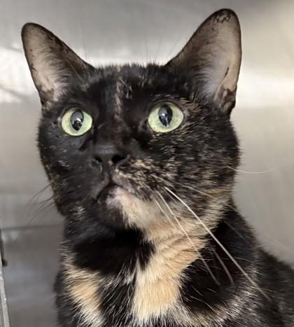 Enlarge Peaches, a Adoptable mixed breed in Venice, FL image 1/3