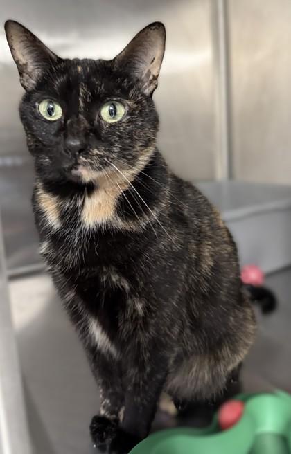 Enlarge Peaches, a Adoptable mixed breed in Venice, FL image 2/3