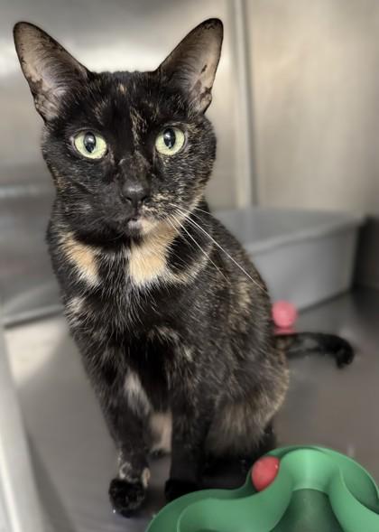 Enlarge Peaches, a Adoptable mixed breed in Venice, FL image 3/3