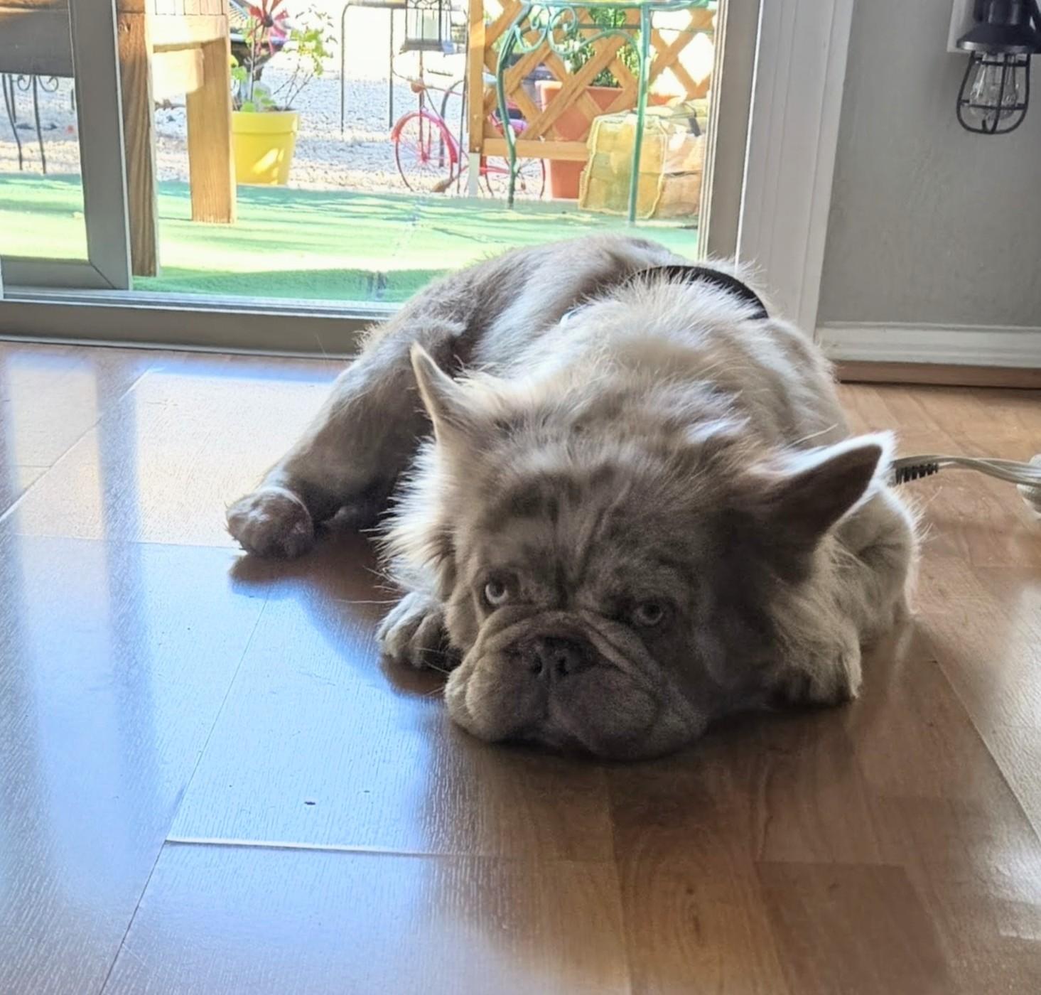 Enlarge Mugs - Central AZ, an adopted French Bulldog in Mayer, AZ image 5/6