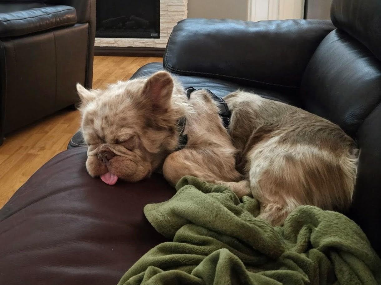 Mugs - Central AZ, adopted, Young Male French Bulldog.