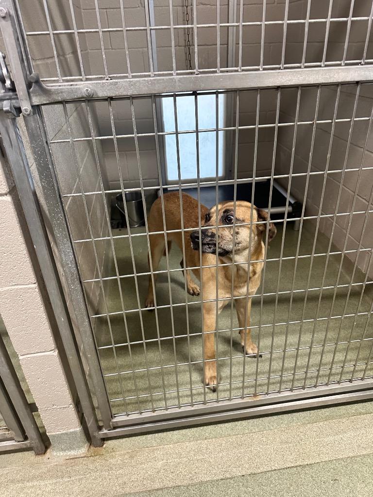 Melly, Adoptable, Adult Male Mixed Breed.