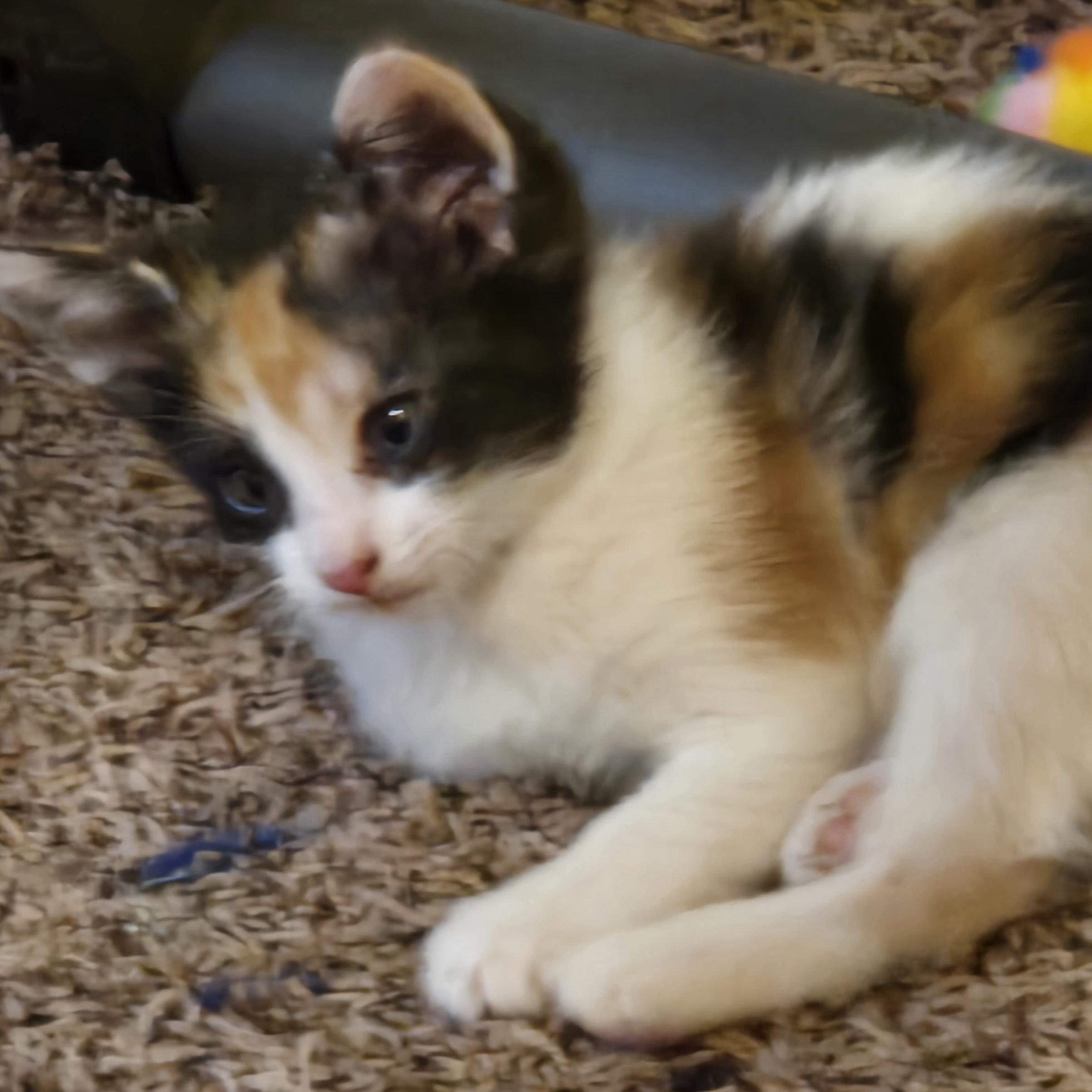 Myah, an adoptable Calico, American Bobtail in Calumet, MI, 49913 | Photo Image 2