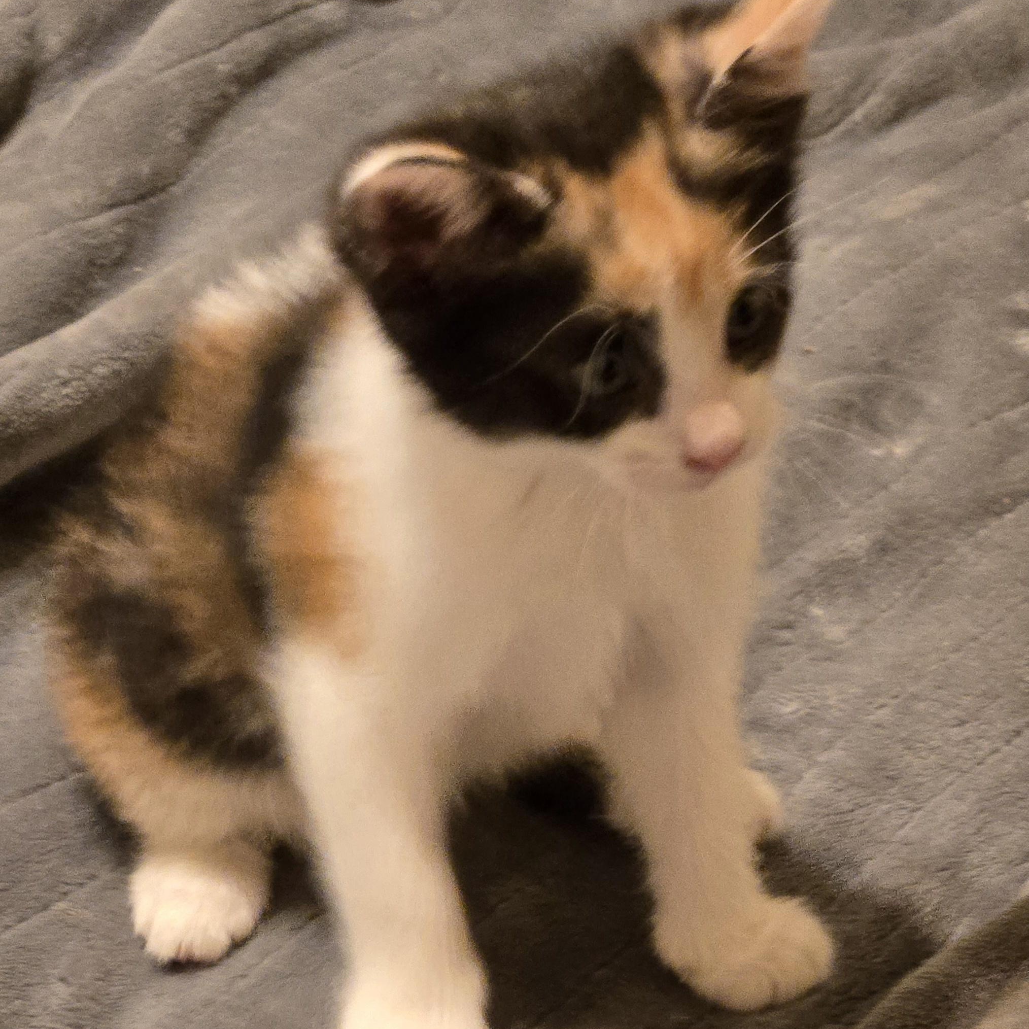 Myah, an adoptable Calico, American Bobtail in Calumet, MI, 49913 | Photo Image 4