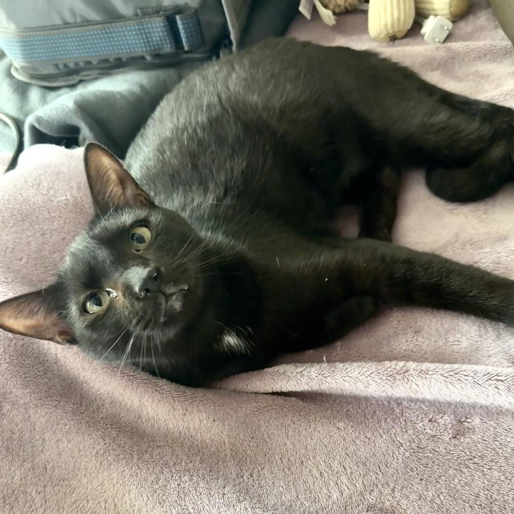 Enlarge Ford, a Adoptable Domestic Short Hair in Panama City Beach, FL image 1/1