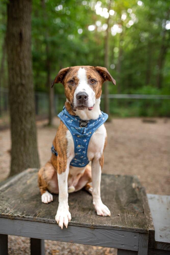 Bosley, Adoptable, Adult Male Mixed Breed.