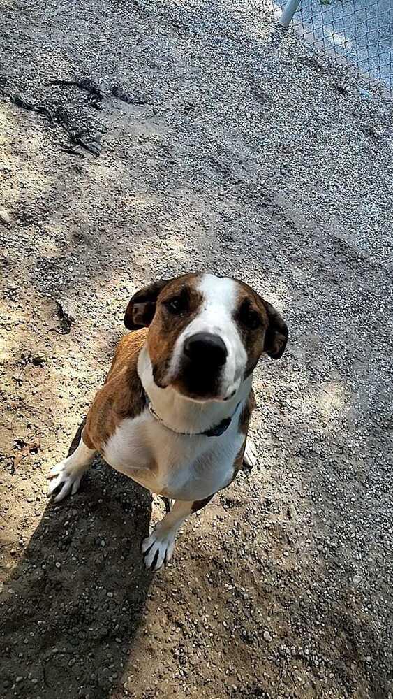 Bosley, a Adoptable mixed breed in Muskegon, MI image 2/6