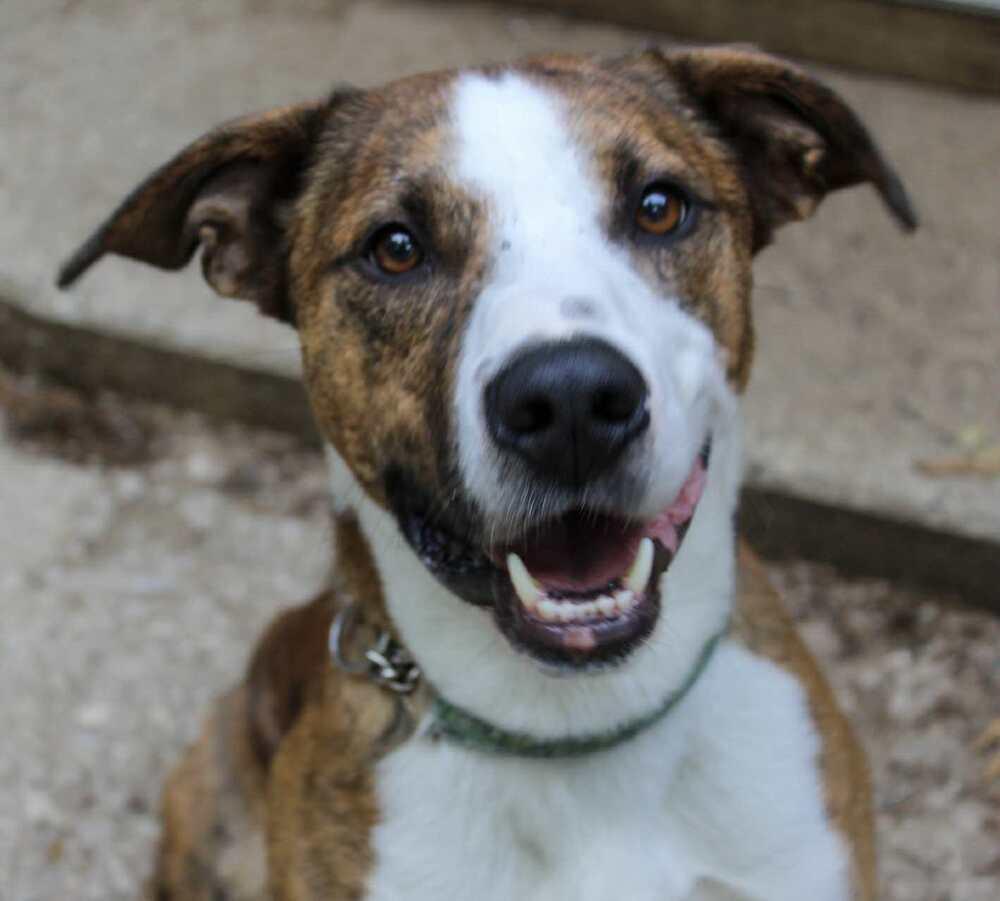 Bosley/ Teddy Graham, a Adoptable mixed breed in Muskegon, MI image 2/6