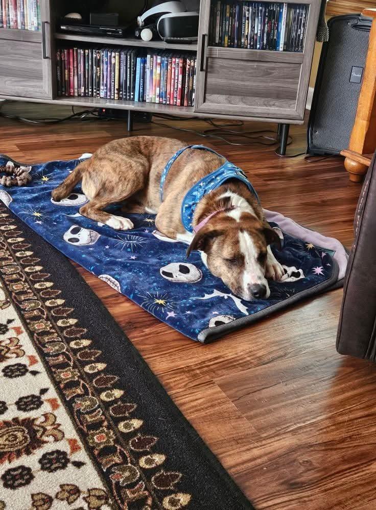 Bosley/ Teddy Graham, a Adoptable mixed breed in Muskegon, MI image 3/6