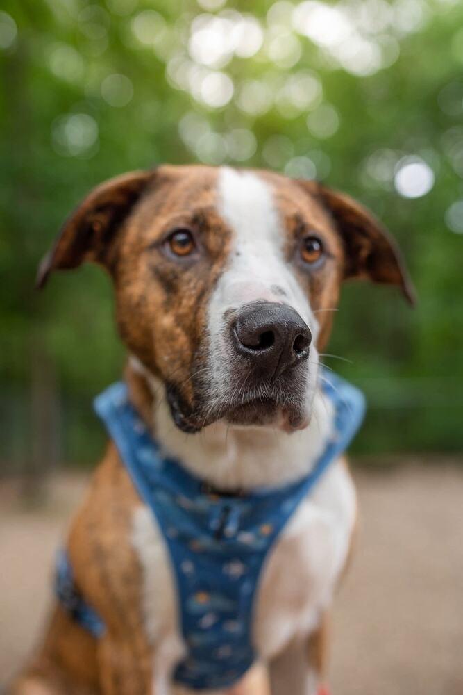 Bosley/ Teddy Graham, a Adoptable mixed breed in Muskegon, MI image 4/6