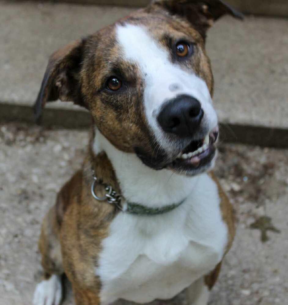 Bosley/ Teddy Graham, a Adoptable mixed breed in Muskegon, MI image 5/6