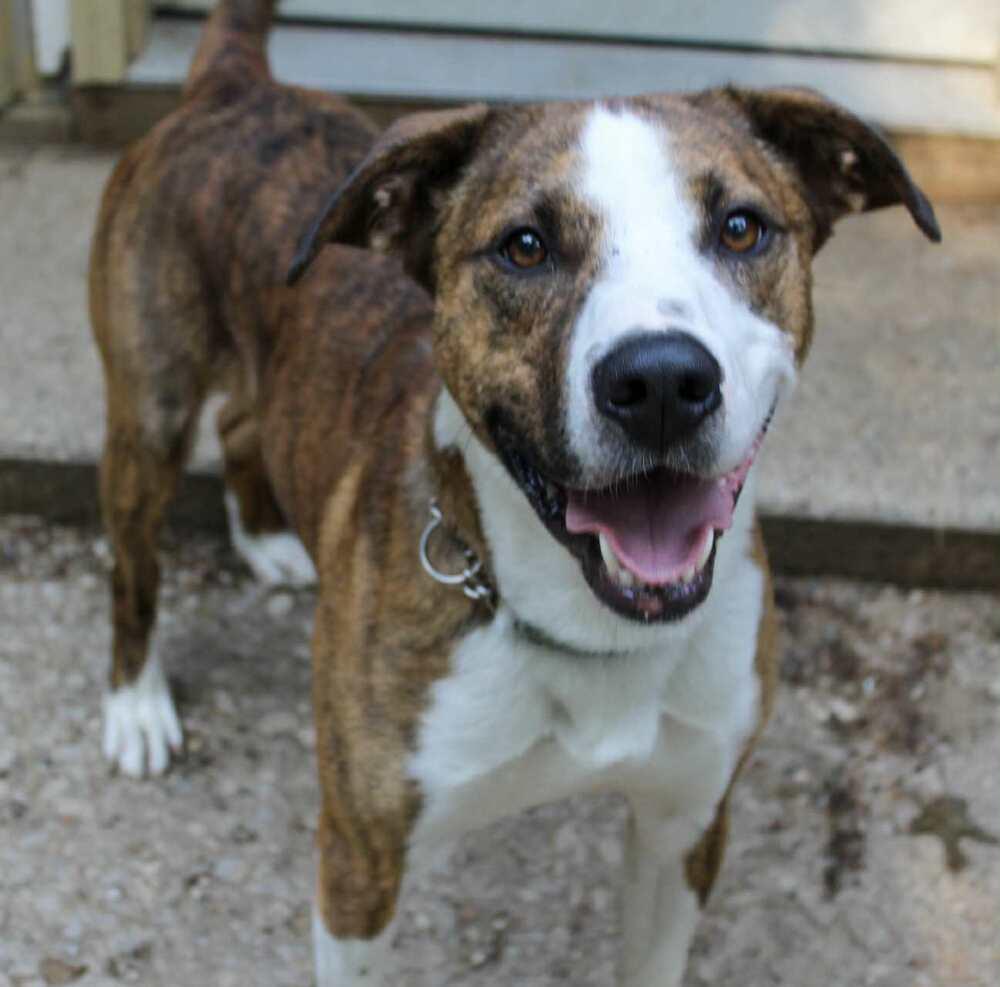 Bosley/ Teddy Graham, a Adoptable mixed breed in Muskegon, MI image 6/6