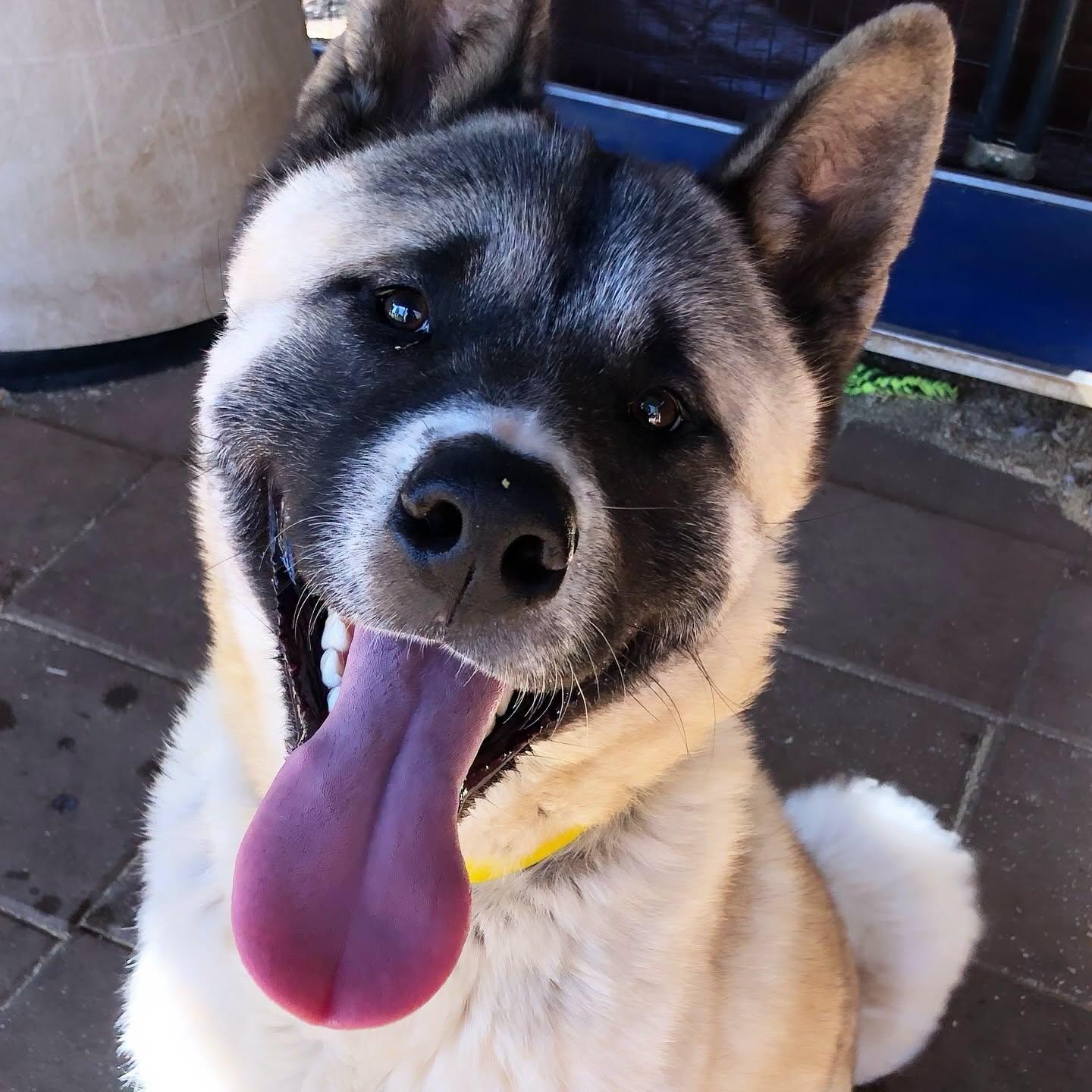 Archer, a Adoptable Akita in Romoland, CA image 1/3