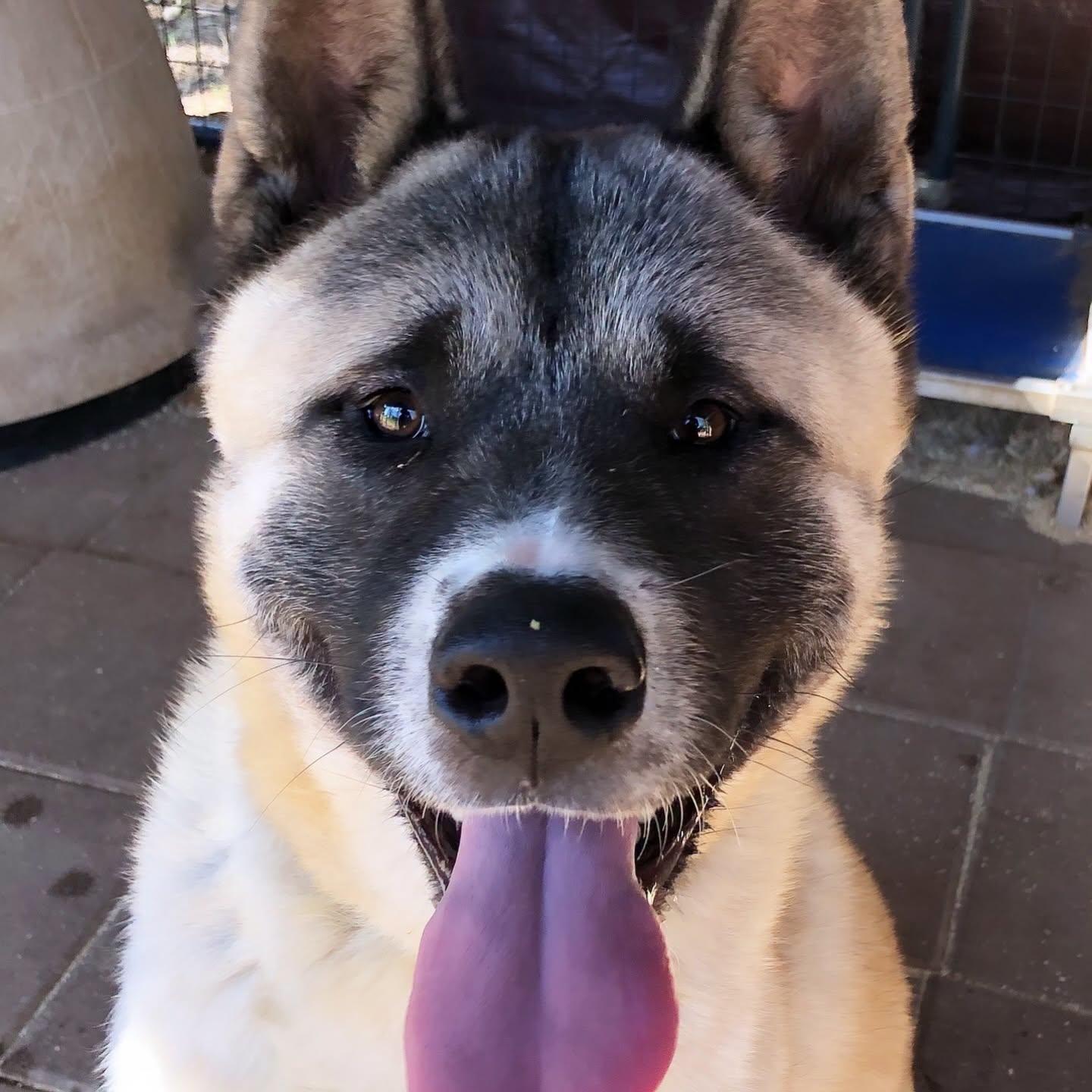 Archer, a Adoptable Akita in Romoland, CA image 2/3