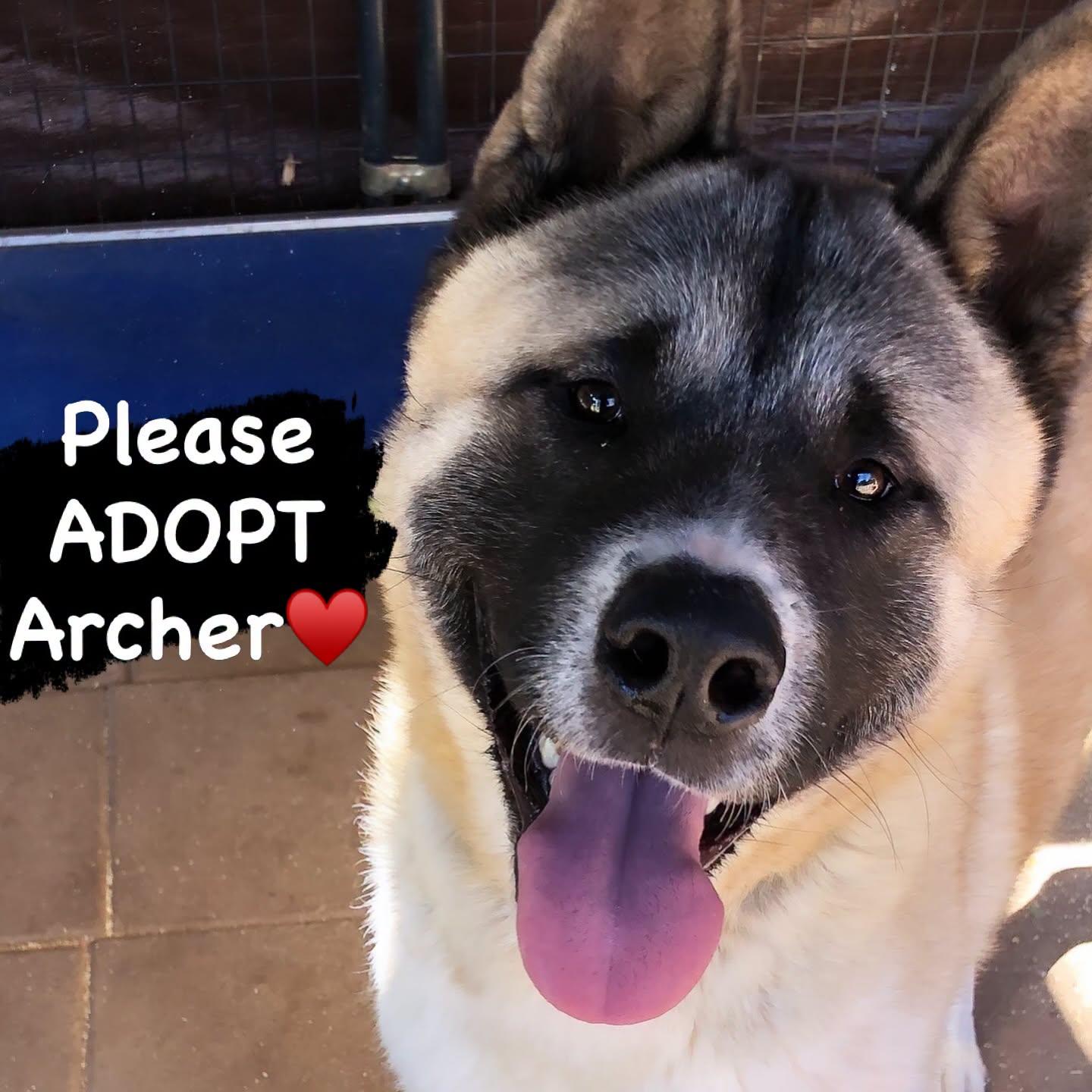 Archer, a Adoptable Akita in Romoland, CA image 3/3