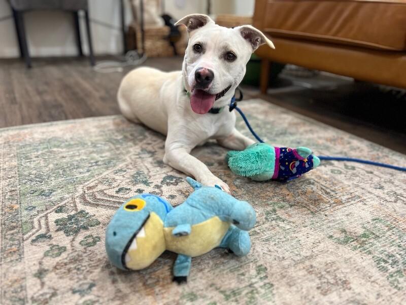 Momo Sugar the Happiest Petite Fella