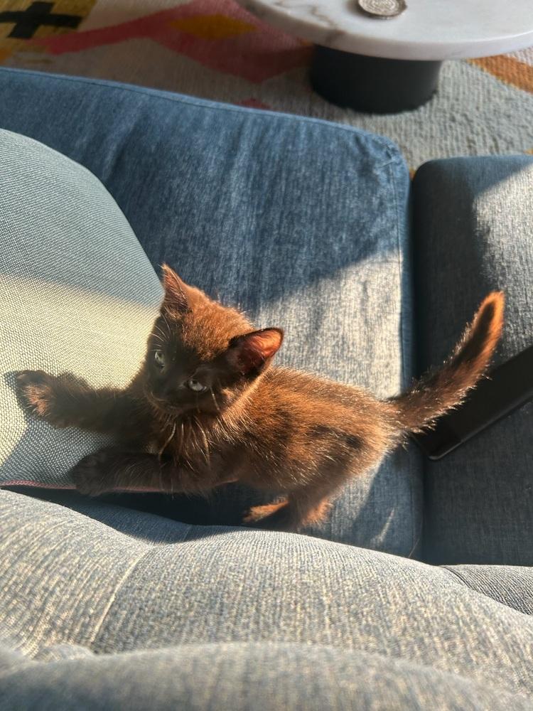 Vivi, Adoptable, Kitten Female Domestic Short Hair.