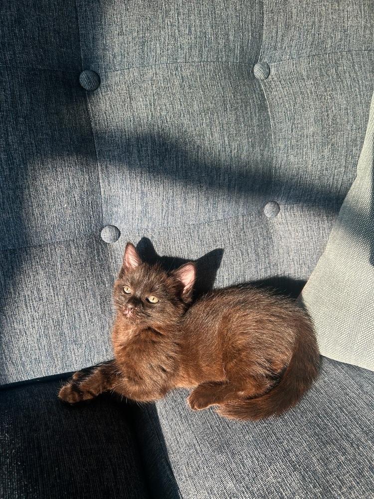 Enlarge Vivi, a Adoptable Domestic Short Hair in New York, NY image 3/4