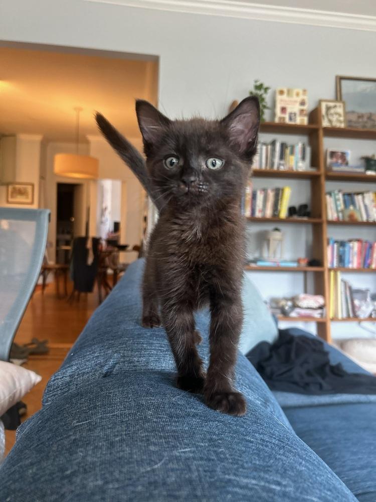 Enlarge Vivi, a Adoptable Domestic Short Hair in New York, NY image 4/4