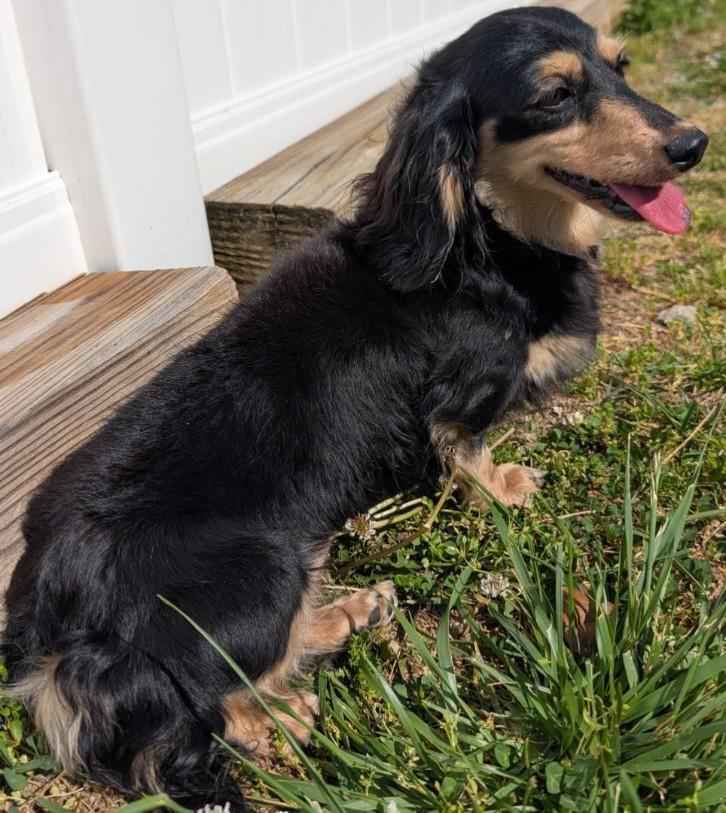 Enlarge Skylar in TN, a ADOPTABLE Dachshund (Long Haired) in Alcoa, TN image 3/6