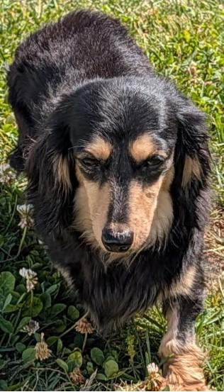 Enlarge Skylar in TN, a ADOPTABLE Dachshund (Long Haired) in Alcoa, TN image 6/6