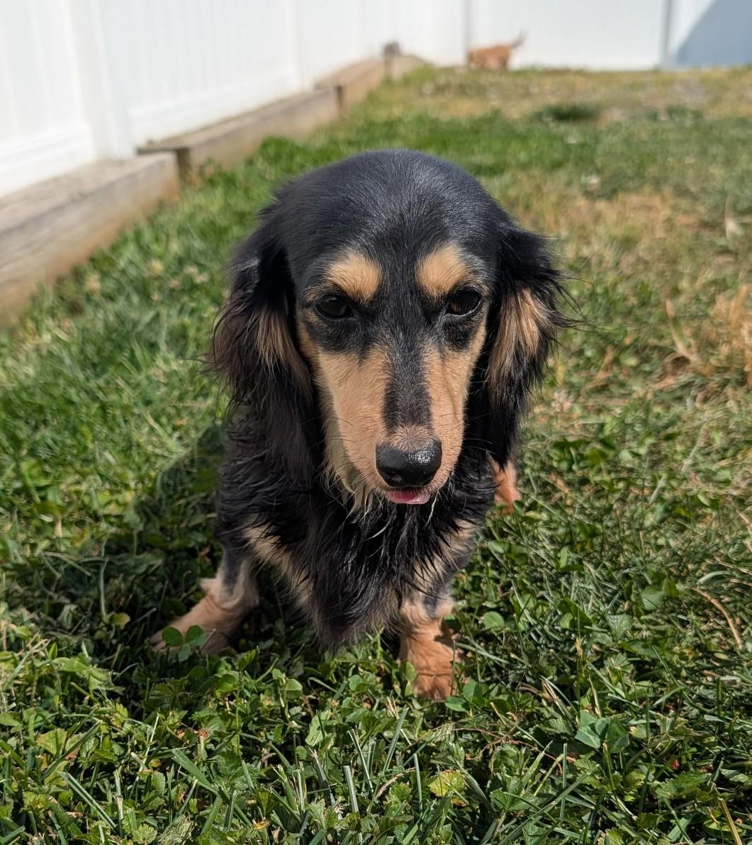 Enlarge Skylar in TN, a ADOPTABLE Dachshund (Long Haired) in Alcoa, TN image 5/6